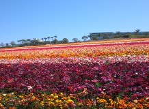 【2012中秋赏花】花的海洋