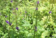 [中秋赏花] - 繁花点点