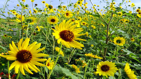 【中秋赏花】金光菊