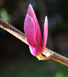 【中秋赏花】---- 玉兰花