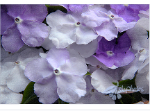 【中秋赏花】—— Brunfelsia pauciflora（昨天，今天和明天）